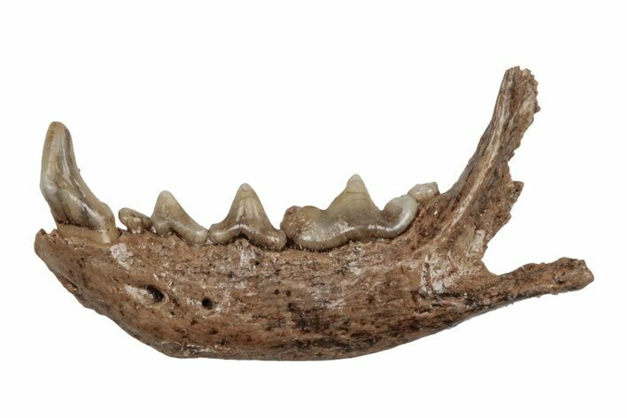 Lower Pleistocene Ferret (Martellictis?) Jaw - France #218725